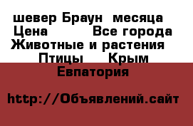 шевер Браун 2месяца › Цена ­ 200 - Все города Животные и растения » Птицы   . Крым,Евпатория